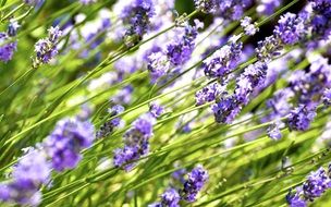 diagonal photo of blooming lavender