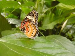 closeup picture of colorful butterfly on green leaf