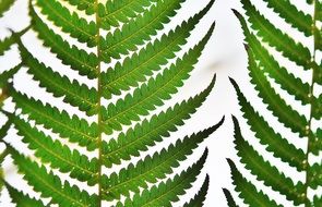 Green fern leaves on a light background