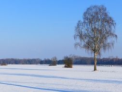 lonely tree in a white winter field