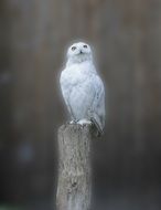 gorgeous snowy owl