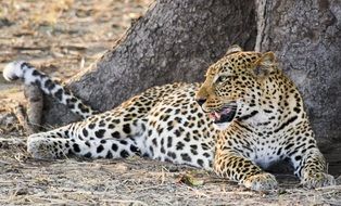 spotted leopard lies by a tree in Africa