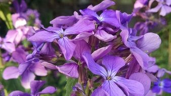 purple blossoms close-up on blurred background