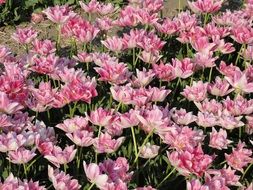 Pink tulips on a field in the Netherlands