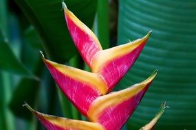 colorful exotic heliconia caribaeae flower