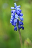 blooming blue muscari flower