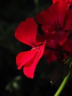 Close-up of the beautiful scarlet geranium flowers