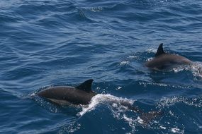 two wwild dolphins in California