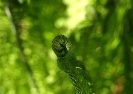 tip of new fern leaf at green background
