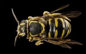 Macro photo of yellow and black bee insect