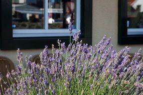 purple lavender herbs window aback