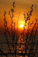 plant on the lake against a golden sunset