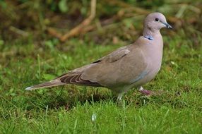 collared dove bird wild portrait