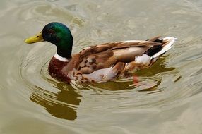 portrait of mallard drake with green head on water