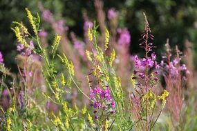meadow of summer flowers on a blurred background