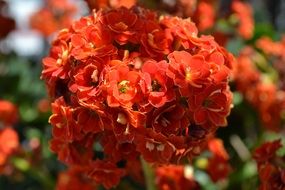bright orange lush flowers close up