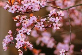 pink flowers on cherry tree