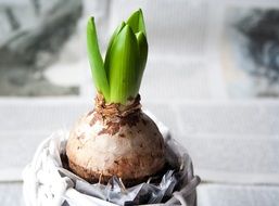 bulb hyacinth in spring