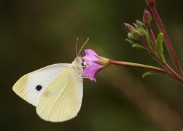 white butterfly on a flower in spring