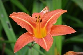 bright bud of in the form of a star