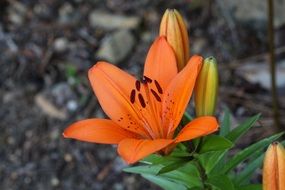 orange lily flower on a bush