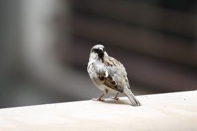 sparrow on the windowsill