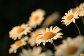 A lot of the daisy flowers close-up on blurred background