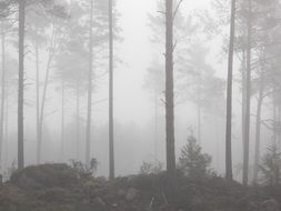 Fog in the forest in autumn
