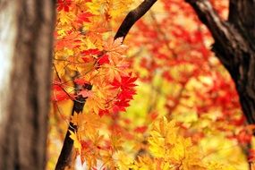 red-yellow young maple tree in autumn