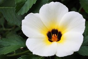 delicate white yellow black flower