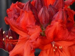 red azalea bush