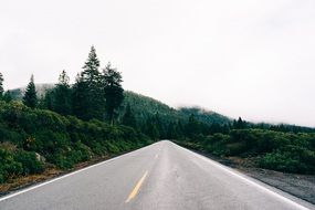 straight asphalt road through the forest