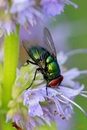 Macro photo of a green fly on a beautiful violet flower