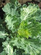 green plant with leaves in the garden