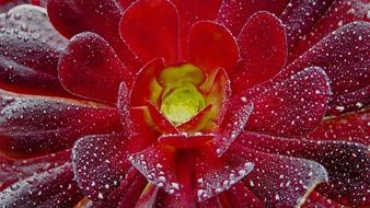 Macro picture of the water on a red flower