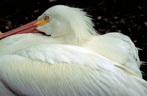 american white pelican