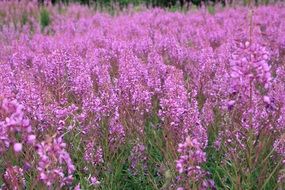 field of purple flowers