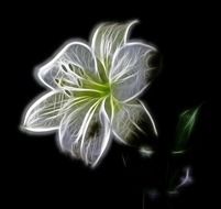 White lily clipart