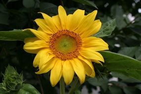 Beautiful sunflower with the yellow petals in summer