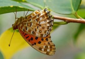 indian butterfly on tree