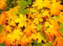Photo of Colourful autumnal leaves