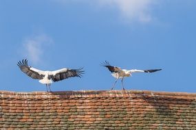 white storks in the roof