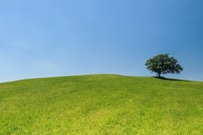 landscape of the lonely tree on a hill