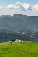herd on pasture in Italy