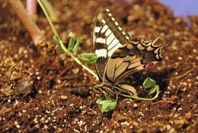large swallowtail butterfly on earth