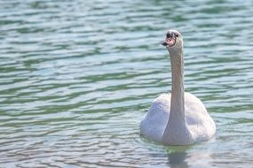 white gentle Swan