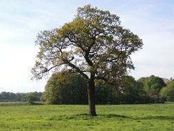 green tree in the forest