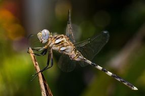 closeup of a dragonfly