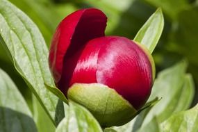 peony flower blossoming in spring