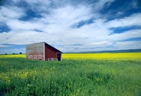 shed on the rapeseed field
